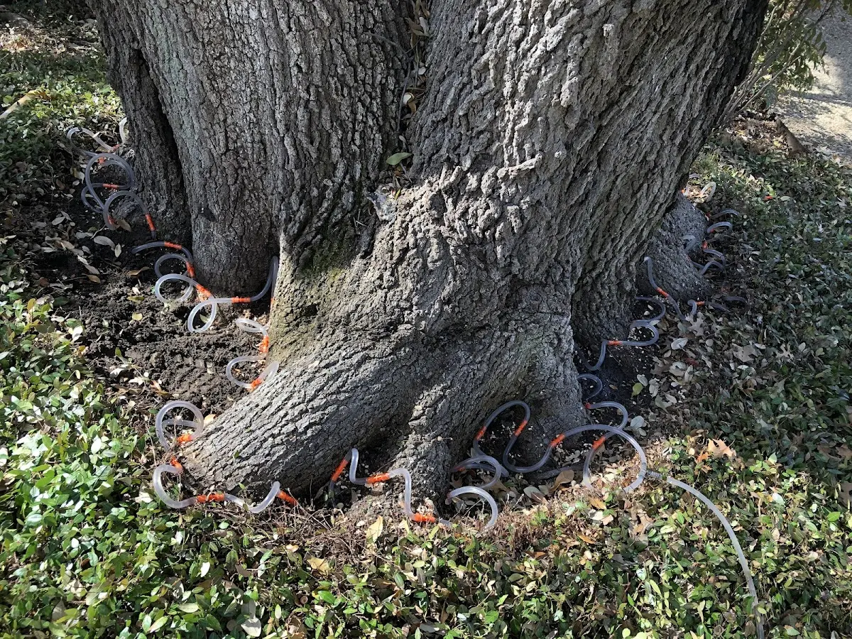 Detailed Tree Cabling and Bracing job site in Watersmeet